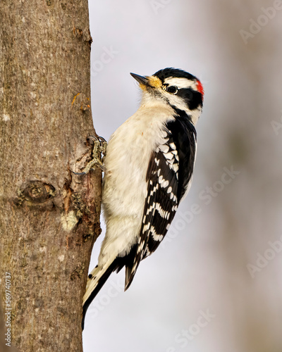 Woodpecker Photo and Image. Male on a tree trunk branch displaying white and black feathers, beak, red crown, eye in its environment and habitat surrounding.