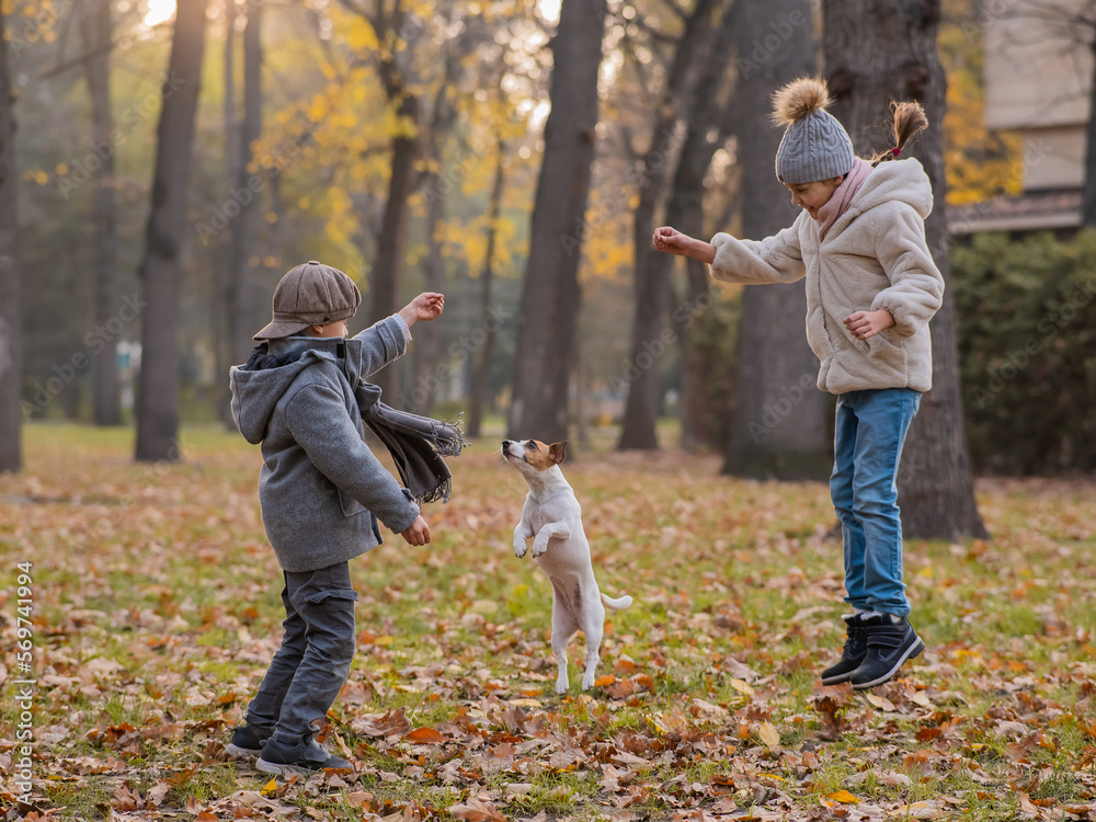 Fototapeta premium Caucasian children are walking with jack russell terrier in autumn park. Boy, girl and dog are jumping outdoors.