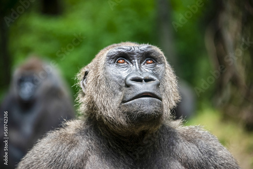 gorilla portrait © Patricia