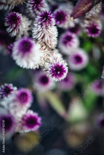 Purple and white abstract flower in nature 3