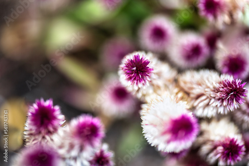 Purple and white abstract flower in nature 4