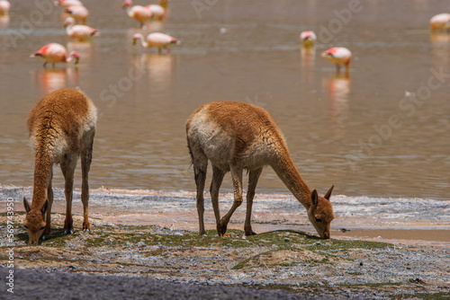 Vicuña pastando en Laguna grande, Antofagasta de la sierra, Catamarca, Argentina