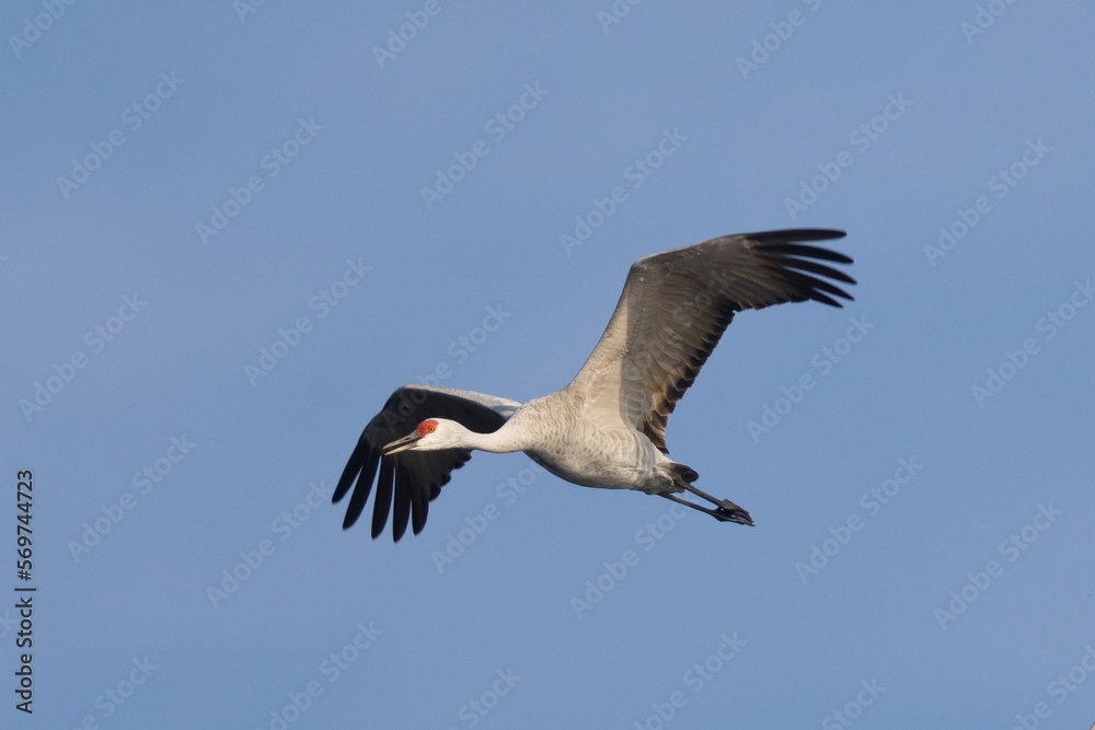 Obraz premium Close view of a sandhill crane flying, seen in the wild in North California