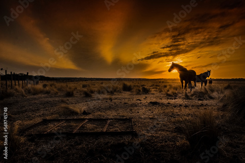 silueta de caballos en el atardecer