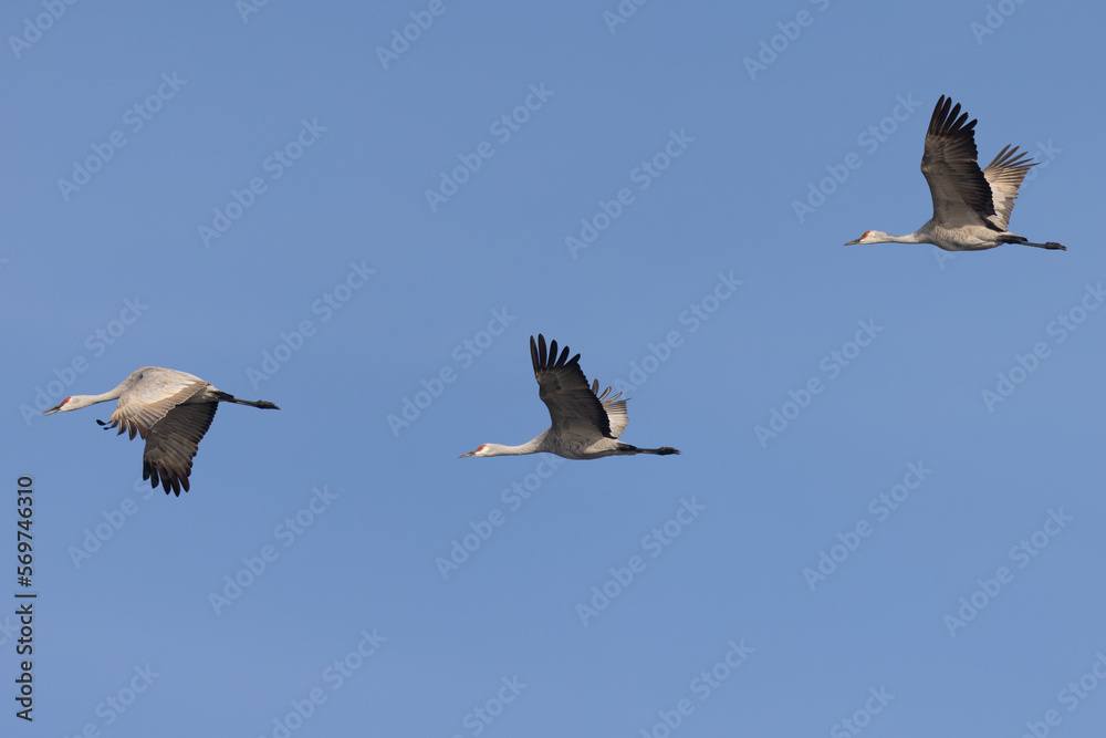 Close view of sandhill cranes flying in beautiful light, seen in the wild in North California