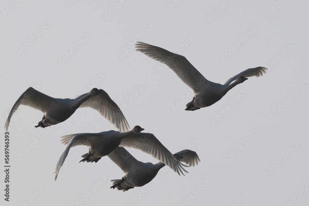 Obraz premium Close view of snow geese flying in beautiful light, seen in the wild in North California