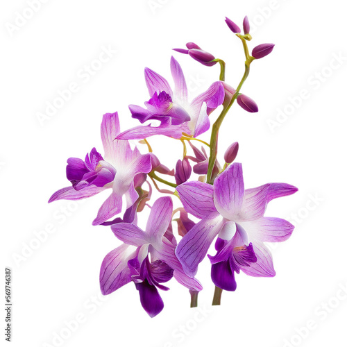 dendrobium orchid isolated on transparent background cutout