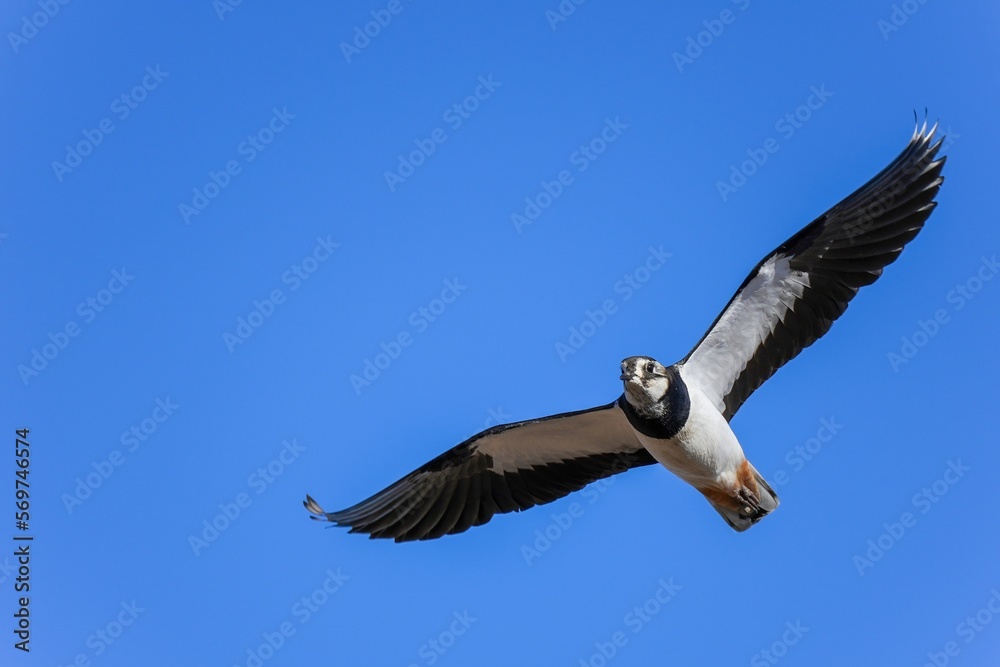 Obraz premium 青空バックに優雅に飛ぶケリ