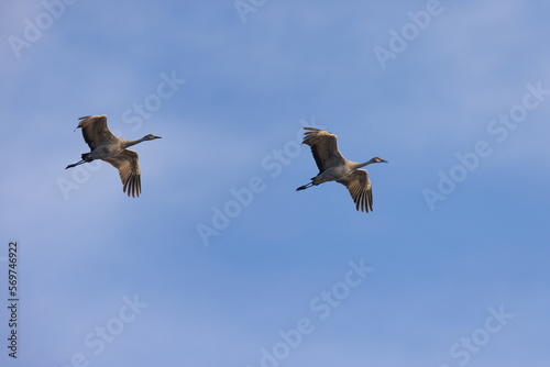 Close view of sandhill cranes flying in beautiful light, seen in the wild in North California