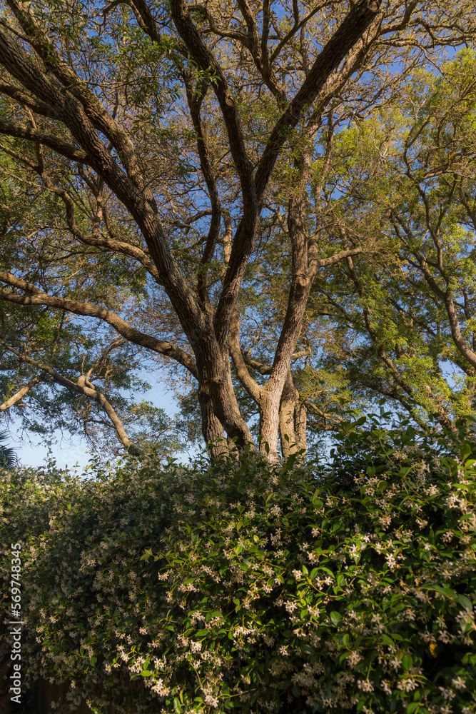 Low angle view of a flowering shrub and large trees in Navarre, Florida. Bush with white flowers at the front of trees under the sky above.