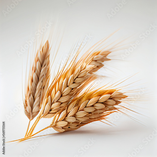 wheat in a white background photo