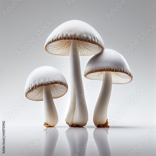 mushrooms in a white background
