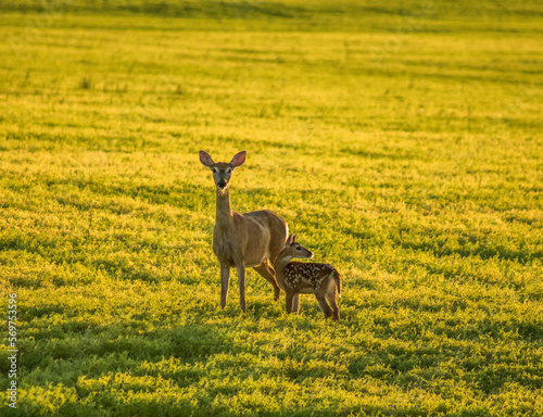 Mama and baby deer