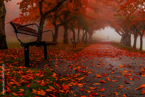 Fall colours in Vancouver