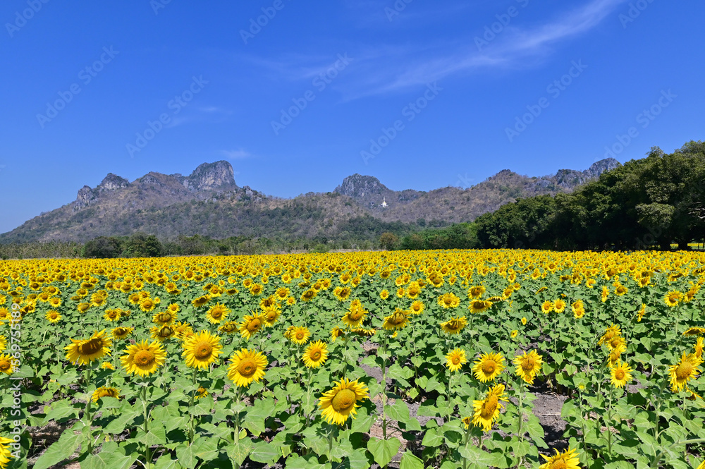 Beautiful Scenery of Blooming Sunflower Fields at Khao Chin Lae in Lopburi Province, Thailand