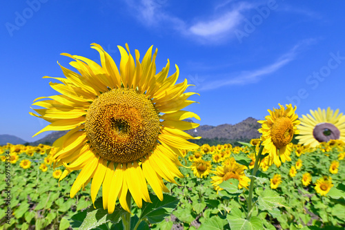 Sunflowers at Sunflower Fields with Blue Sky