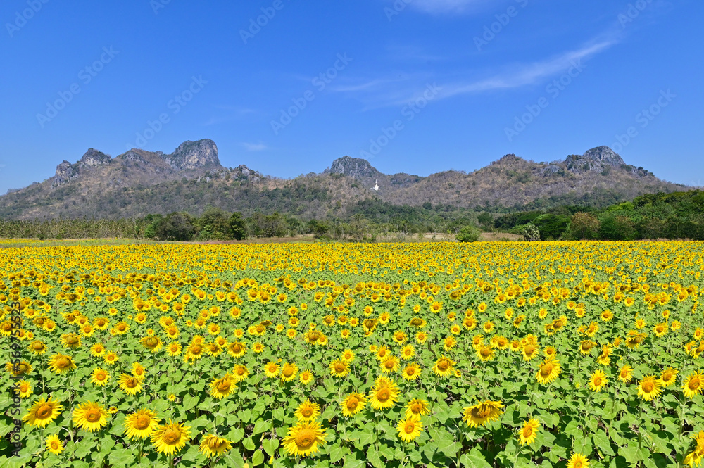 Field of Blooming Sunflowers at Khao Chin Lae in Lopburi, Thailand