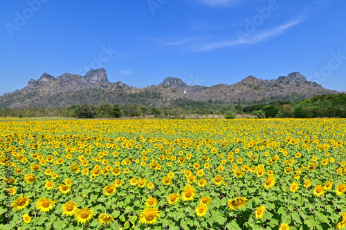 Field of Blooming Sunflowers at Khao Chin Lae in Lopburi, Thailand