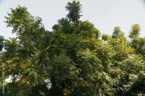 Azadirachta indica, commonly known as neem, nimtree or Indian lilac, is a tree in the mahogany family Meliaceae. photo