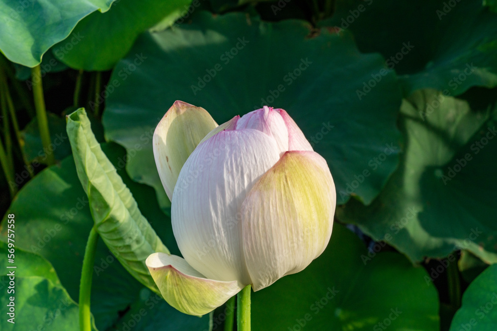 Φωτογραφία Bud of Lotus - Nelumbo nucifera - is going to bloom in Fukuoka city, JAPAN