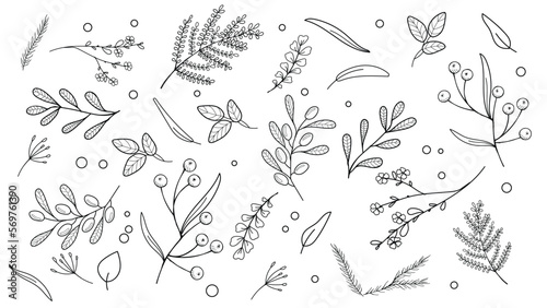 Botanical background with olives, branches, ferns, and leaves. Floral design. Hand-drawn illustration.