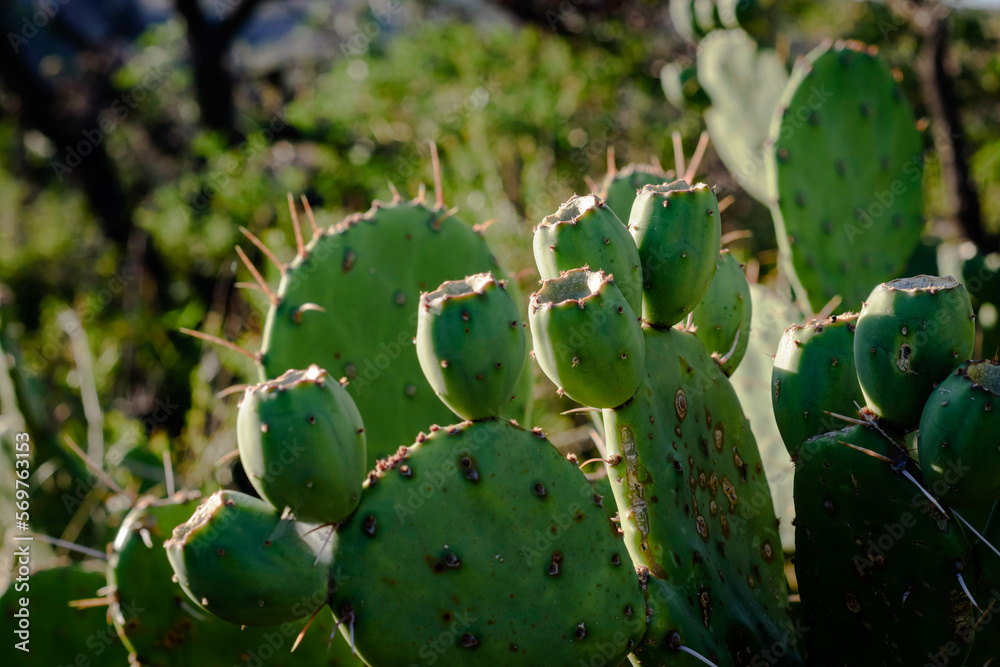 Cactus con su fruto, la tuna. Flora de montaña. Cactus con su fruto, la tuna. Flora de montaña.