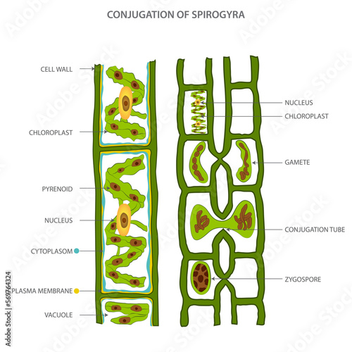 The life cycle and lateral conjugation of Spirogyra, illustrating its reproduction process through the fusion of cells to form a zygote in aquatic environments.