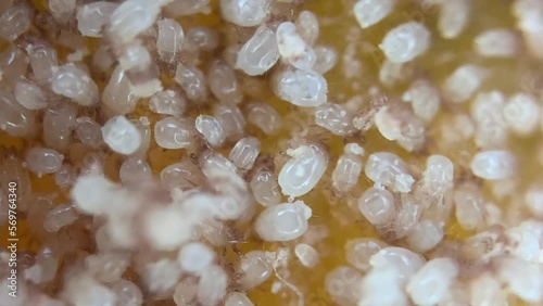 Microscope View of Flour mite (acari) Acarus sp. , family Acaridae. The pest damages: grain, dried fruits and vegetables, cheese, flour products.