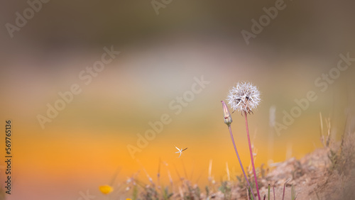 Close up view of Dandelion flower with shallow depth of field.