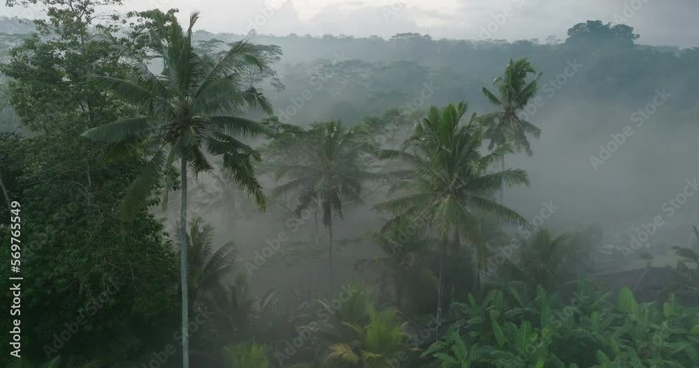 Aerial Scenic View Of Foggy Weather In Forest, Drone Flying Forward Over Tropical Trees - Bali, Indonesia Aerial Scenic View Of Foggy Weather In Forest, Drone Flying Forward Over Tropical Trees - Bali, Indonesia