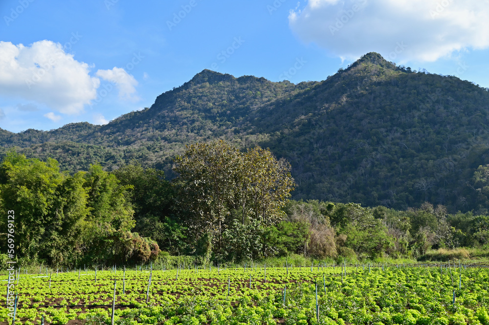 Lettuce Farm with Mountain View in Countryside of Thailand