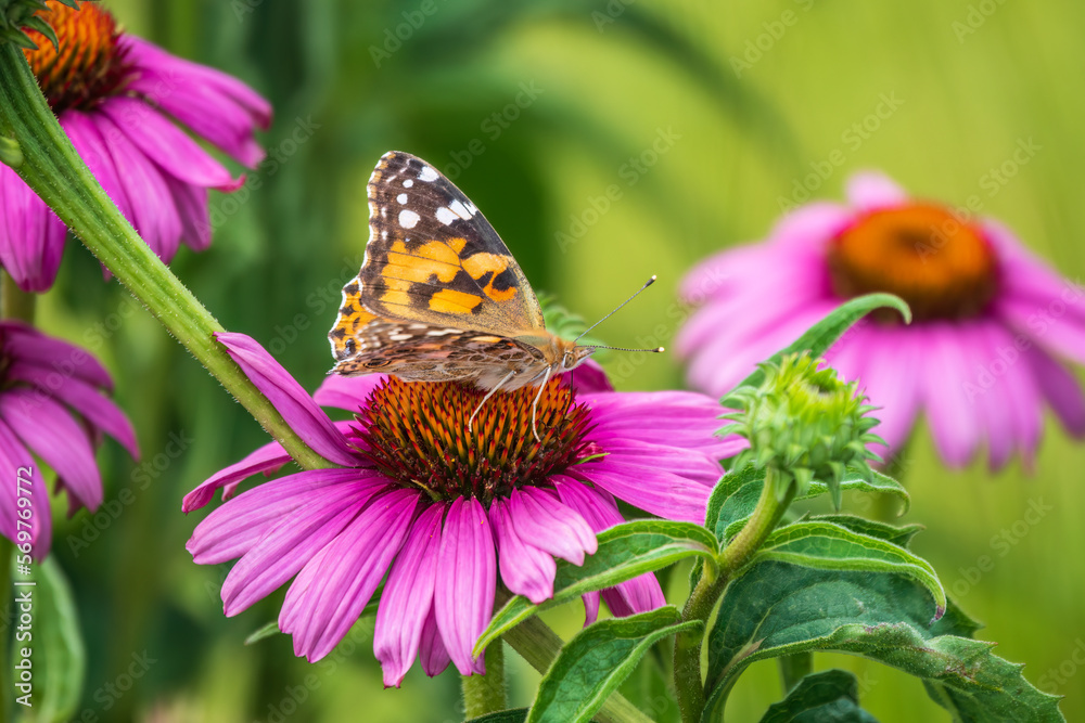 Naklejka premium Beautiful butterfly painted lady or Vanessa cardui sitting on purple Echinacea flower in the summer. Close up. Macro.
