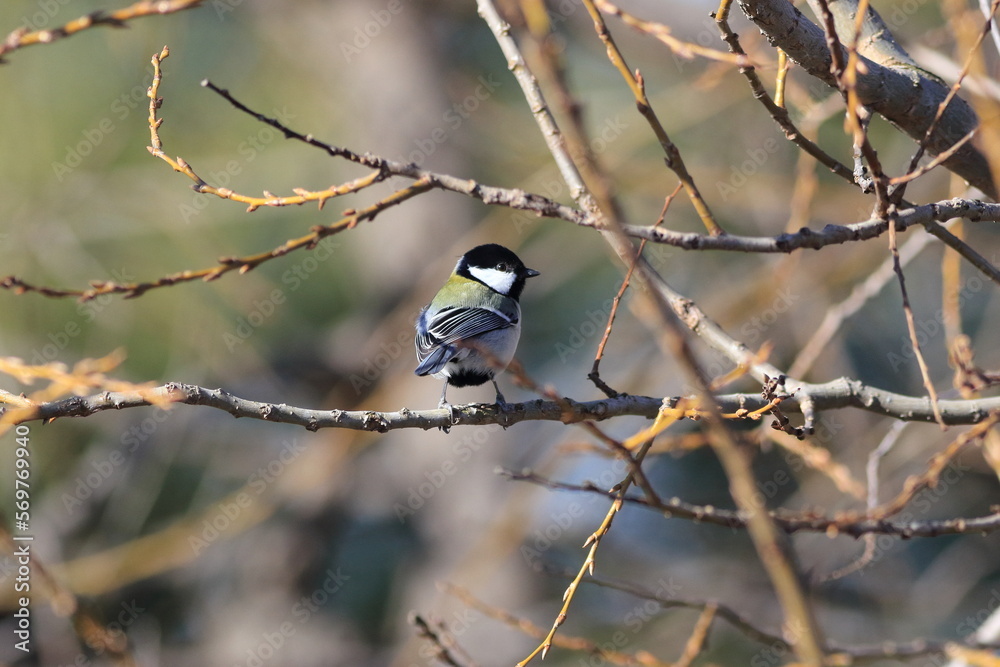 Naklejka premium シジュウカラの休日