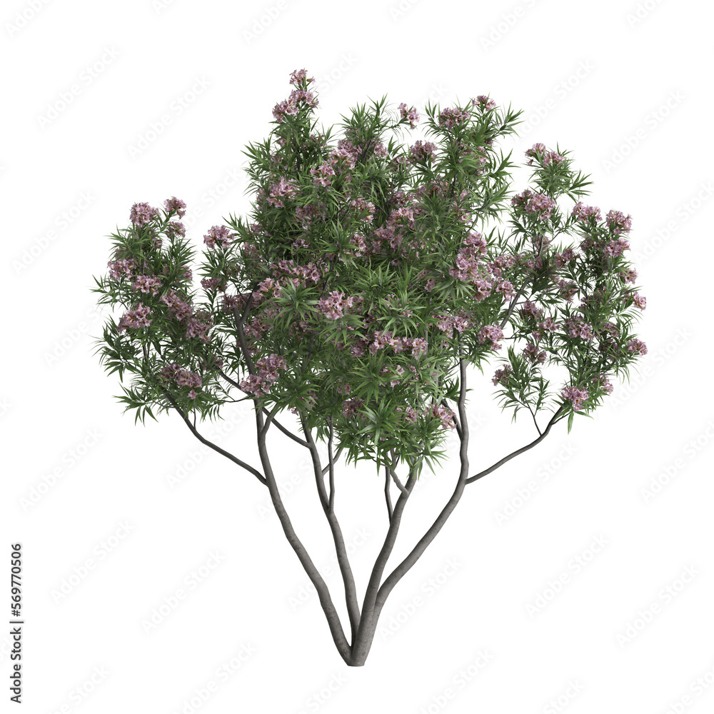 3d illustration of pink dawn tree isolated on white background