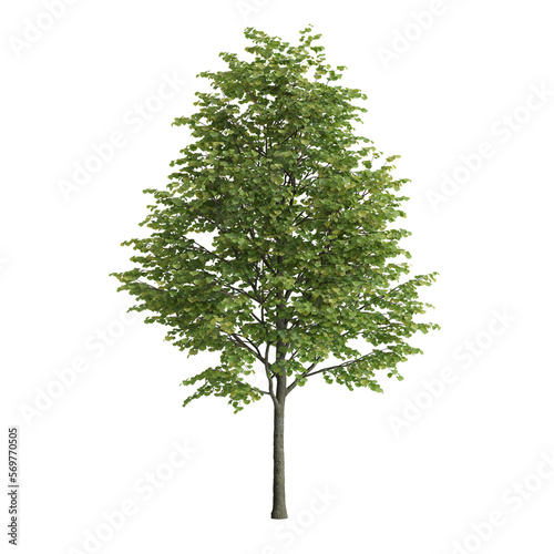 3d illustration of tilia europaea tree isolated on white background