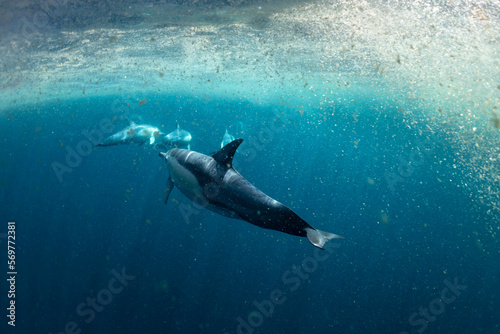 Underwater photo of wild dolphins  Australia