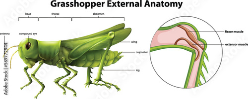 Leinwand Poster Illustration showing the external anatomy of a grasshopper