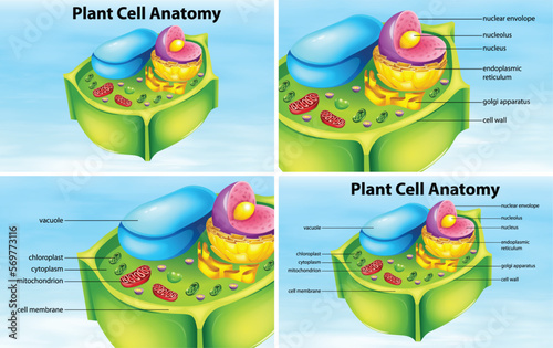 Plant cell anatomy structure