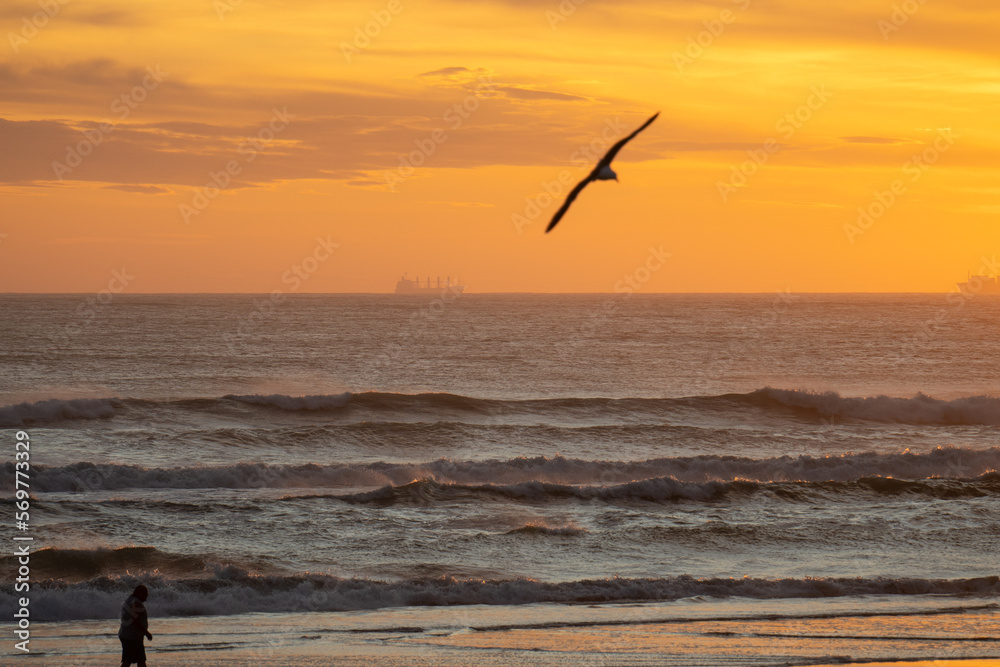 seagull at sunrise