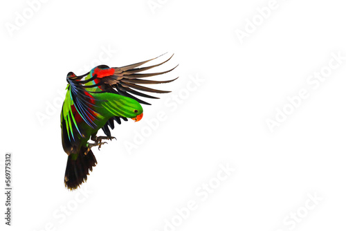 Fototapeta Naklejka Na Ścianę i Meble -  Colorful Eclectus parrot flying isolated on transparent background png file