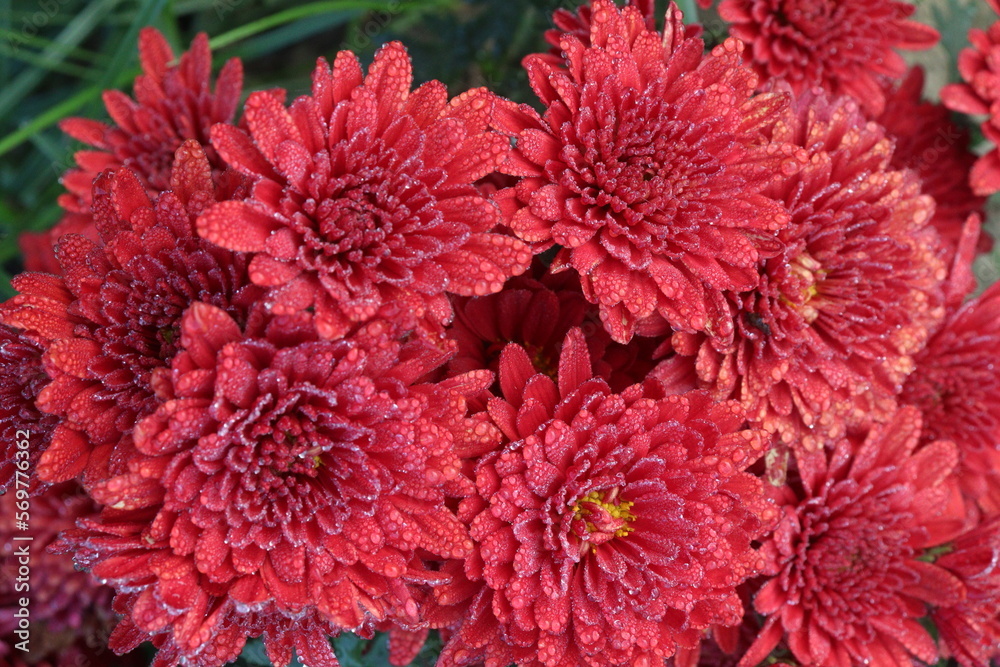 red colored chrysantheme rot tautropfen flower on farm red colored chrysantheme rot tautropfen flower on farm