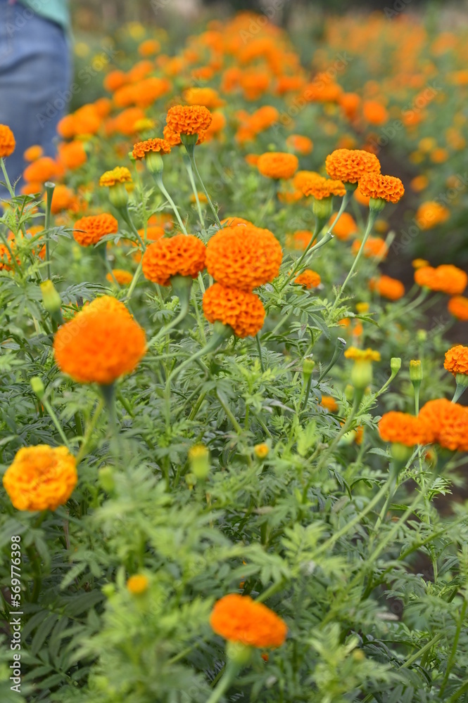 field of flowers. orange flowers marigold flowers. Flowers wallpaper