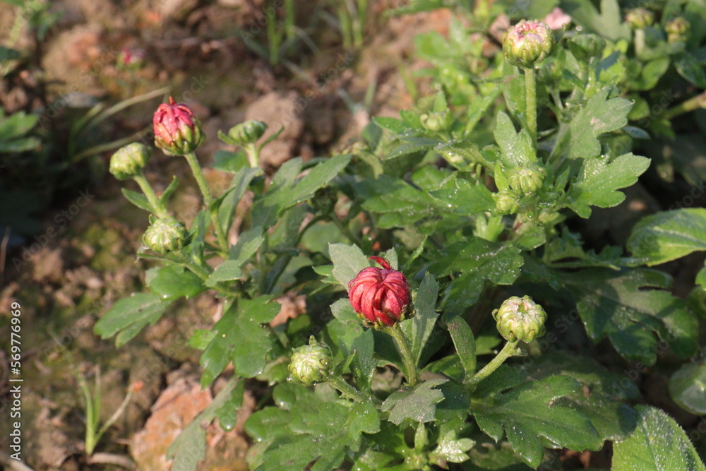 red colored chrysantheme rot tautropfen flower on farm red colored chrysantheme rot tautropfen flower on farm
