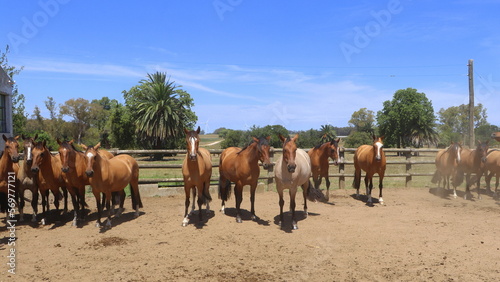 Fototapeta Naklejka Na Ścianę i Meble -  Gauchos Ranch, Montevideo, Uruguay