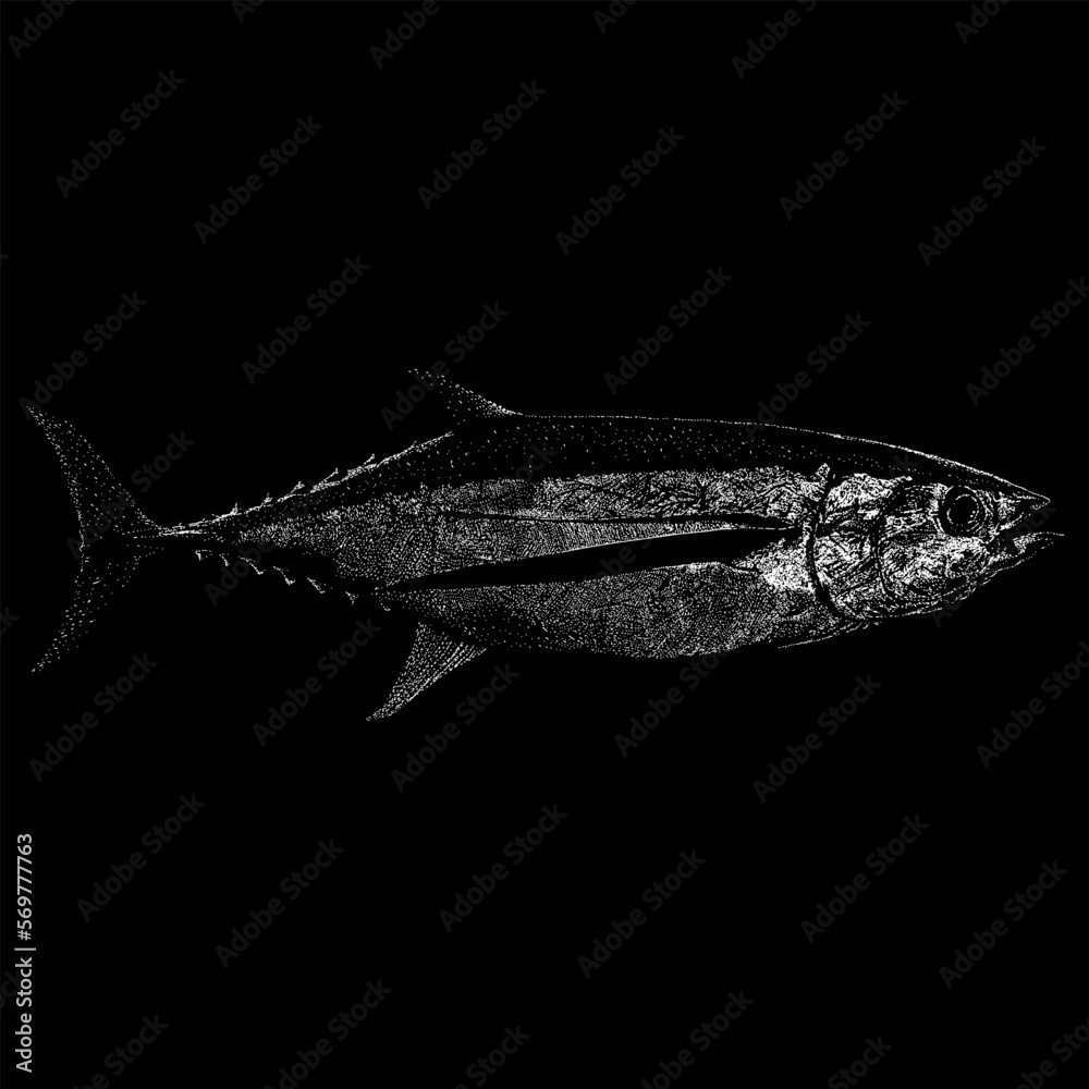 Albacore Tuna hand drawing vector isolated on black background. Stock