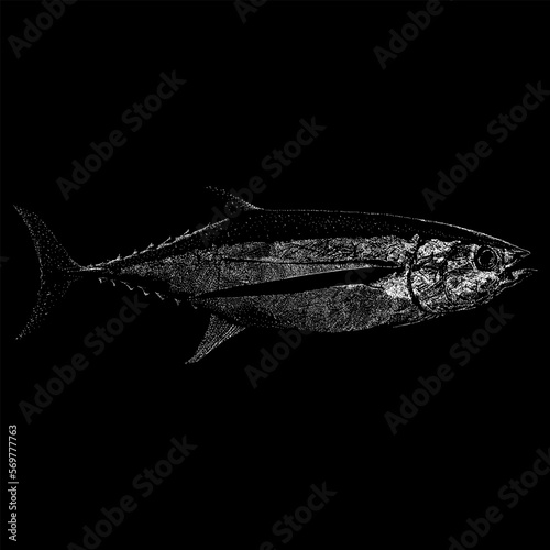 Albacore Tuna hand drawing vector isolated on black background.