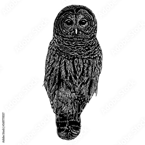 Barred Owl hand drawing. Vector illustration isolated on background. photo