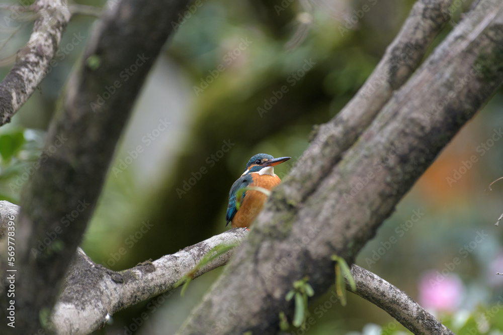 Fototapeta premium 長いくちばしのカワセミ