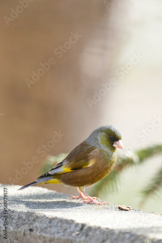 oriental greenfinch in a forest