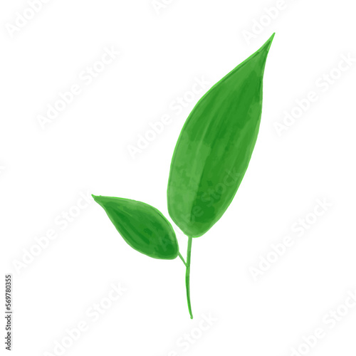 Hand drawn cute watercolor green long leaves, two leaves on one stem artwork